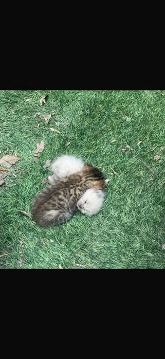 Котятки~лапочки ищут дома!