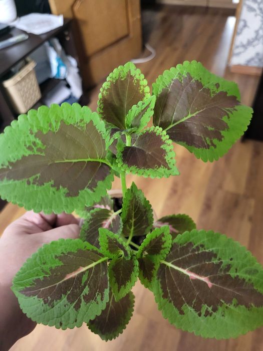 Комнатные цветы колеусы