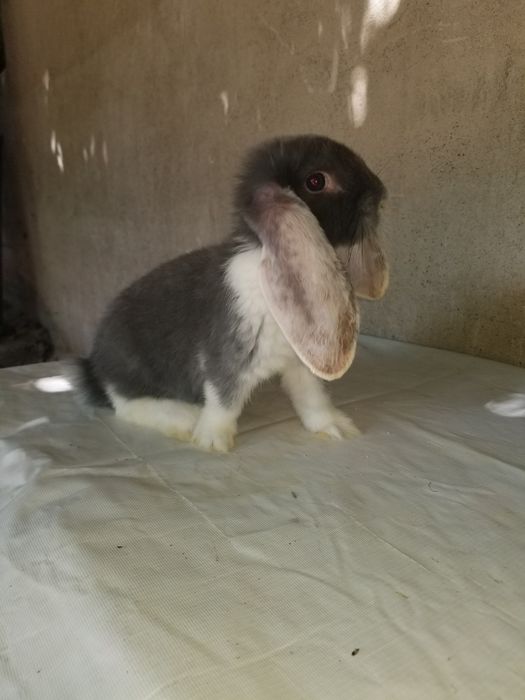 Кролики  ФБ,чистокровные.