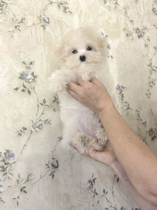 Щенки мальтезе продам