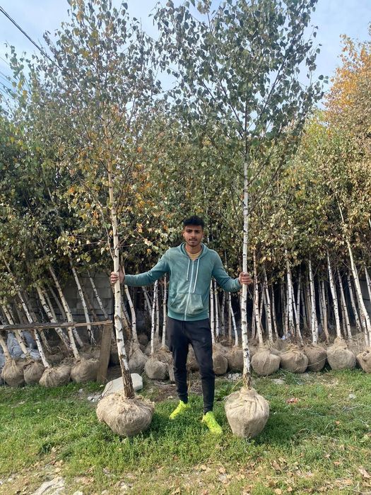 Copacii foiosi prunus pisardii mesteacăn salcâm globular