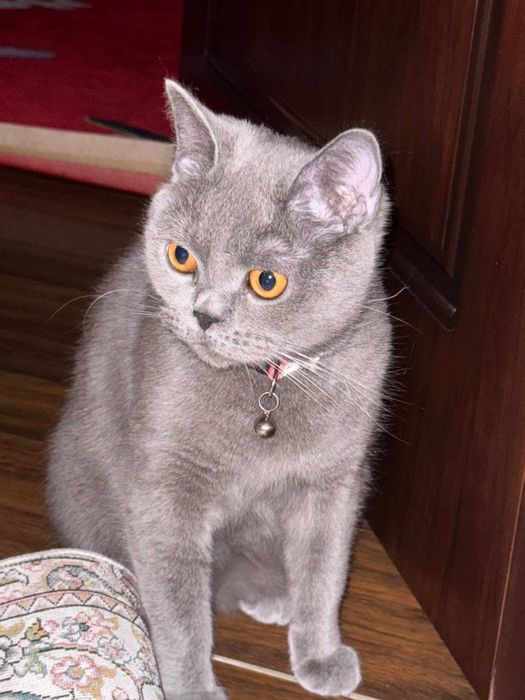 Yosh qizlar porno rasmlar