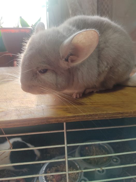 Продам шиншиллу самец