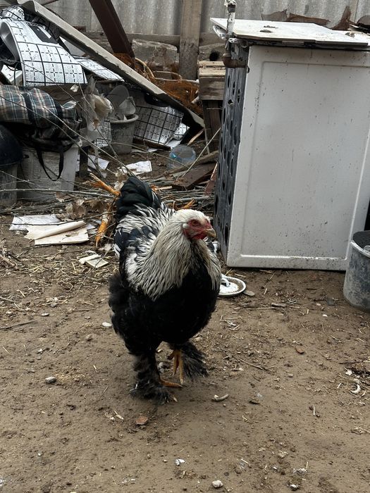 Bramalar sotiladi yoki obmen