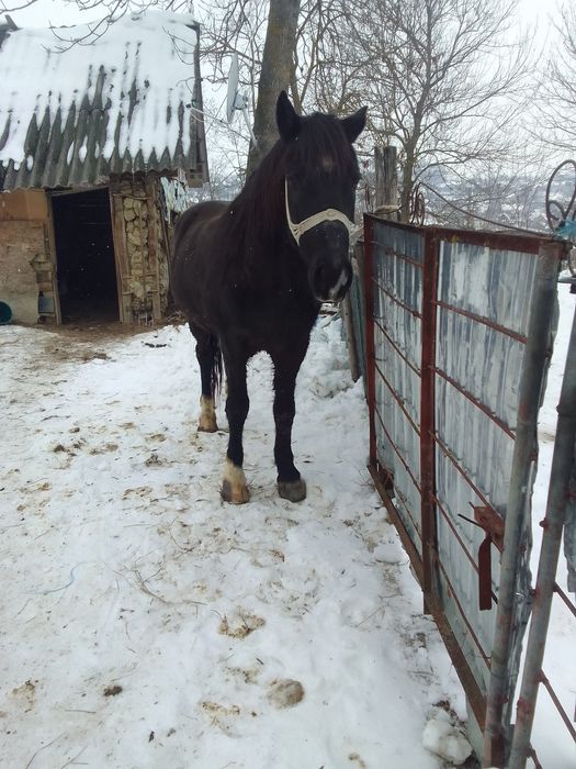 Cal de vânzare mai multe detalii la telefon