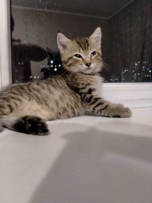 Котята . возраст  3мес.