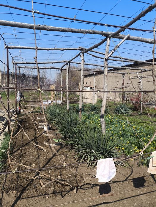 Hovli Sotiladi 15 sotih Gaz suv svet wi fi bor Fasad 21 m uzunligi 80