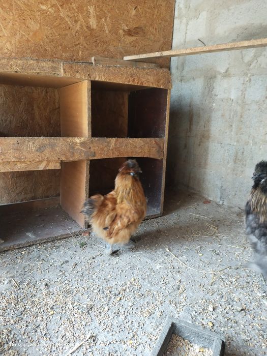 Продам китайских шёлковых петушков молодые