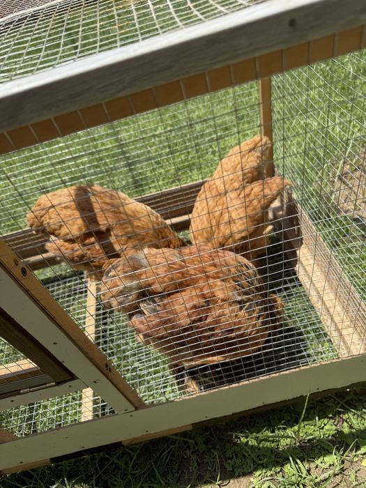 Brama kichkinaligidan qaralgan