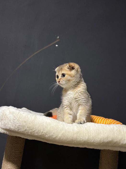 Шотландские котята шиншилла