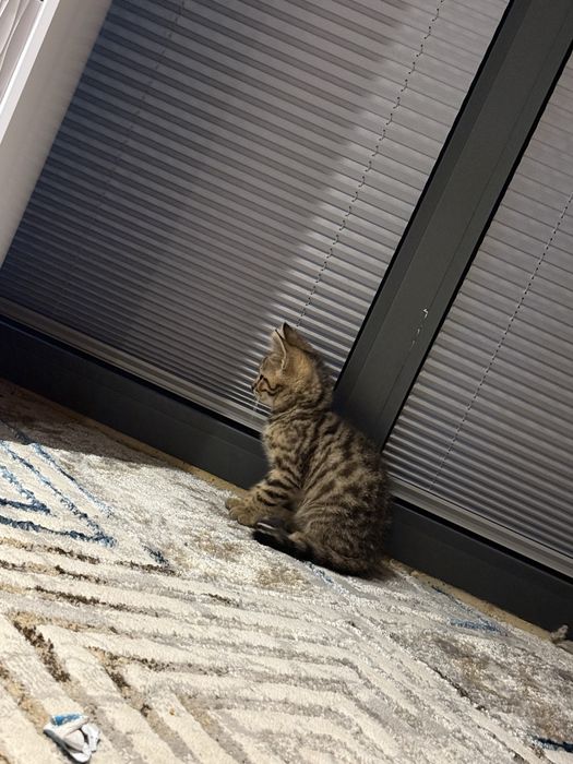 Bengal toza qon yosh 2 oyli