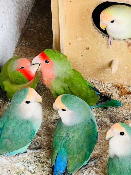 Perusi si alte specii papagali