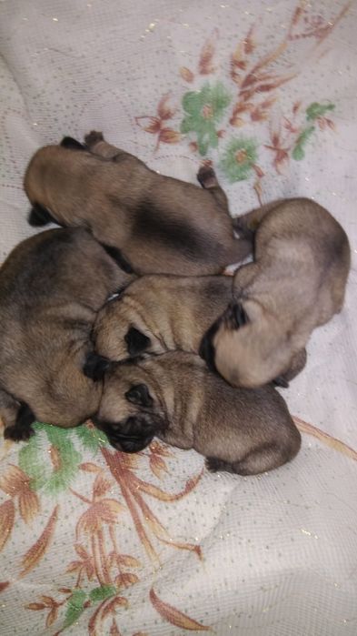 Продам щенков мопса.