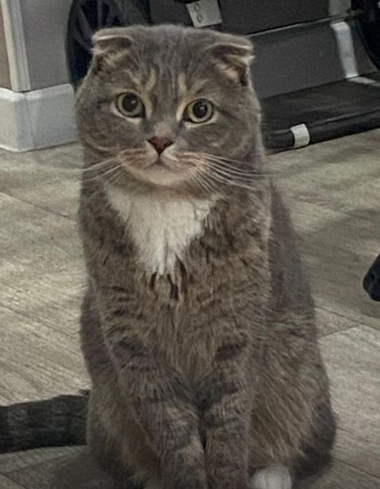 Кот в добрые руки