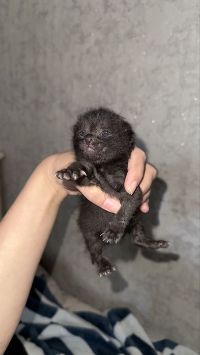 Котеночек в заботливые руки!