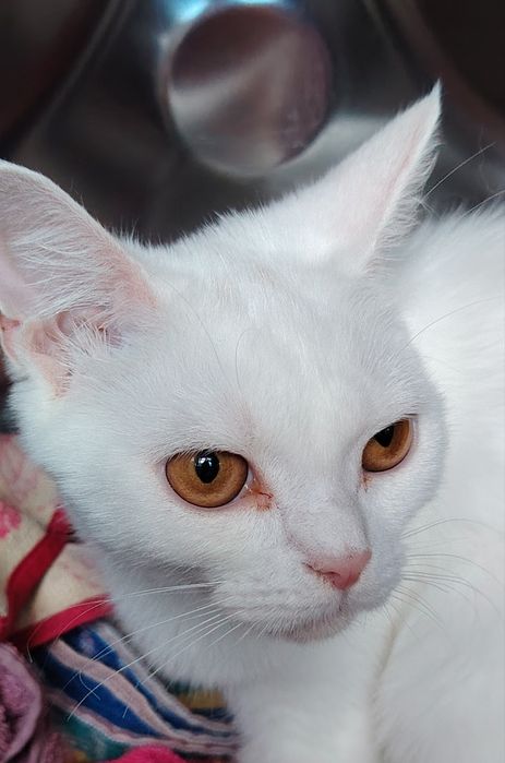 Селкирк Страйт котёнок, девочка
