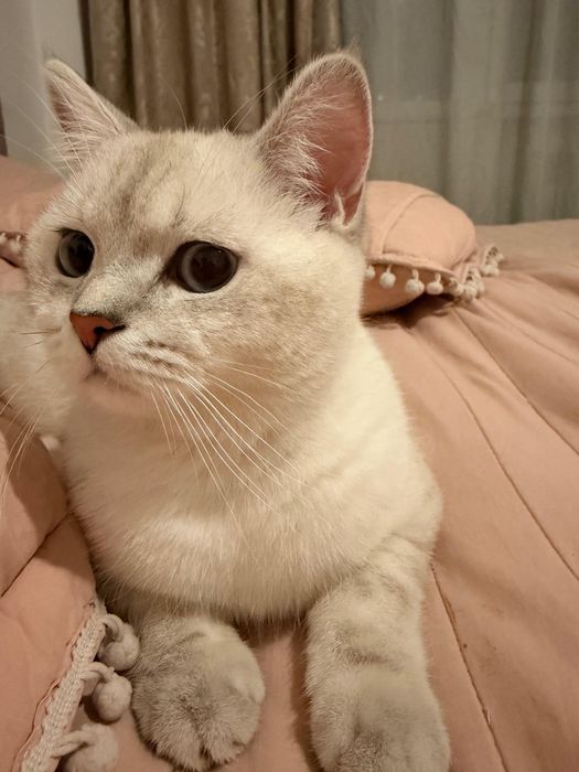 Продам кота, чистый британец