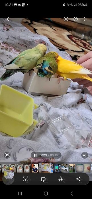 Papugay netazluchnik