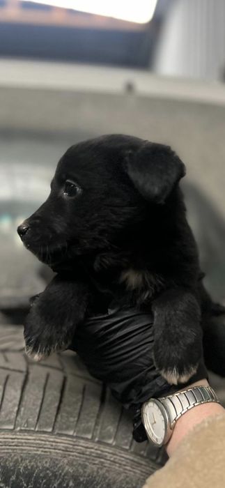 Щенок девочка в хорошие руки