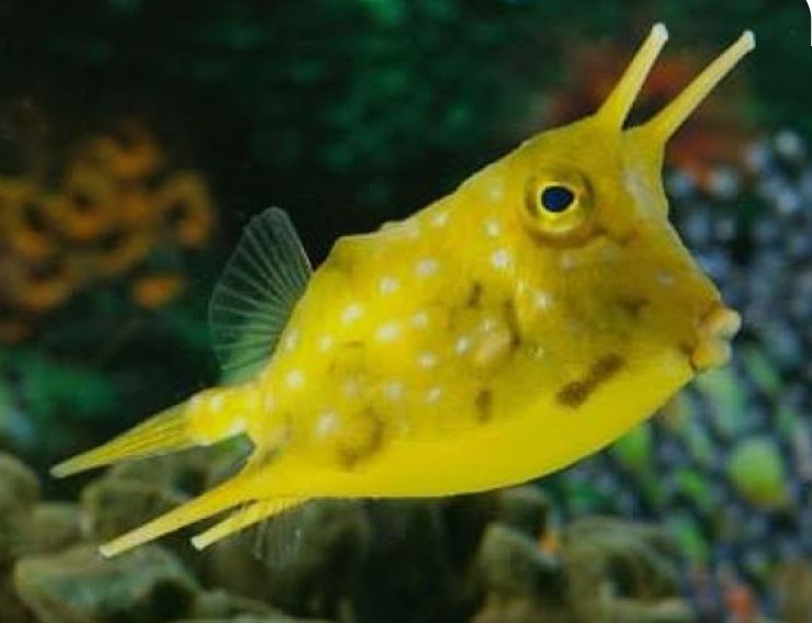 Рыбки   морские