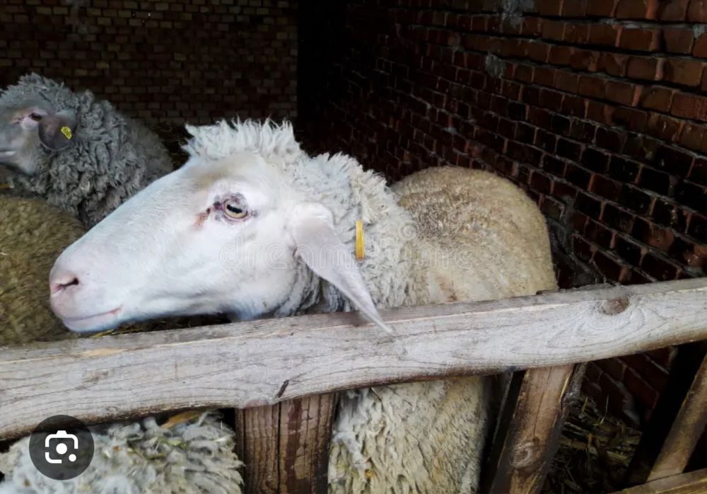 Продам баран.