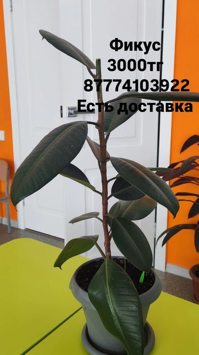 Фикус продам 3000
