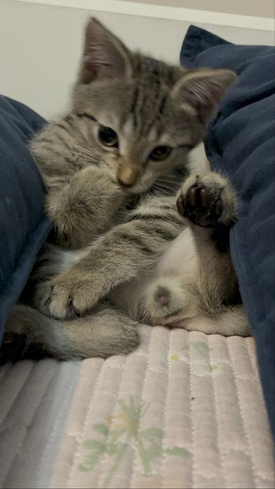 Котенок (3месяца) (мальчик )