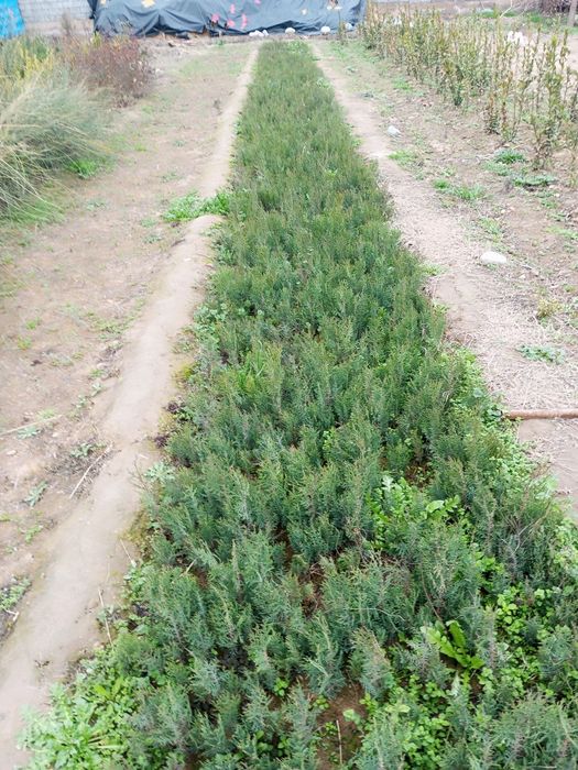 Tuya, sasna, majavinik kochatlari va chirmashib osuvchi tok gul
