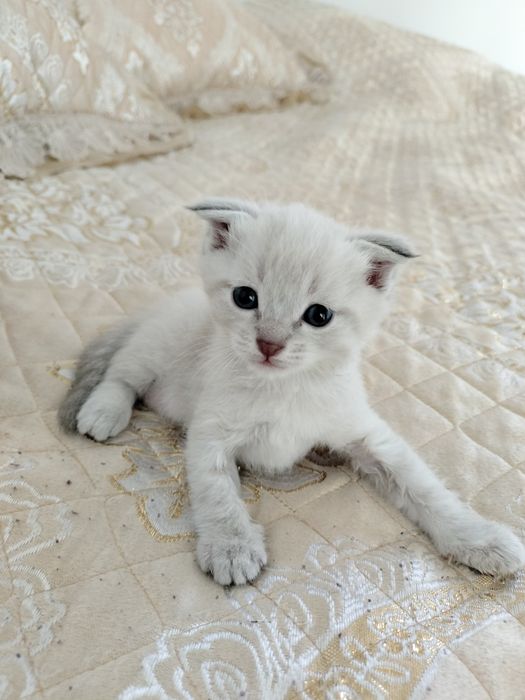 Шотландская Скоттиш фолд вислоухый