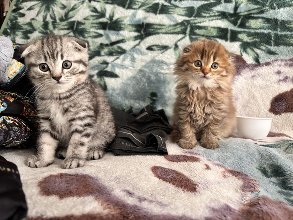 Продам котят     .