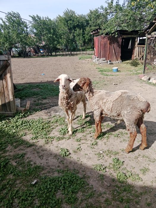 Токты сатылады срочноооо