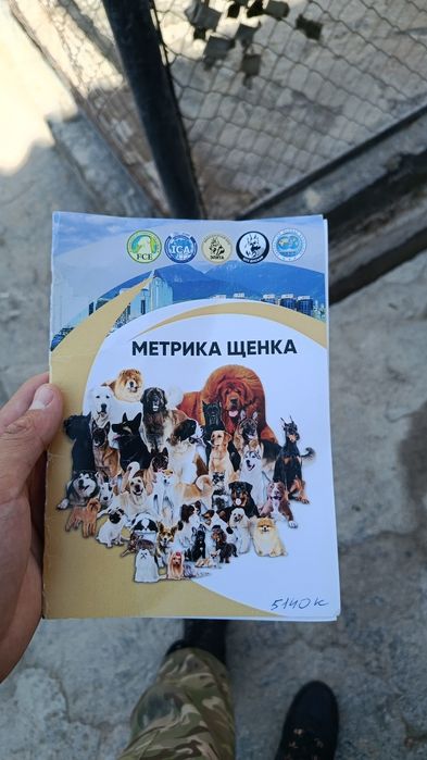 Бельгийский овчарка