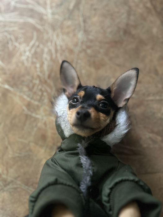 Продам Той-терьера