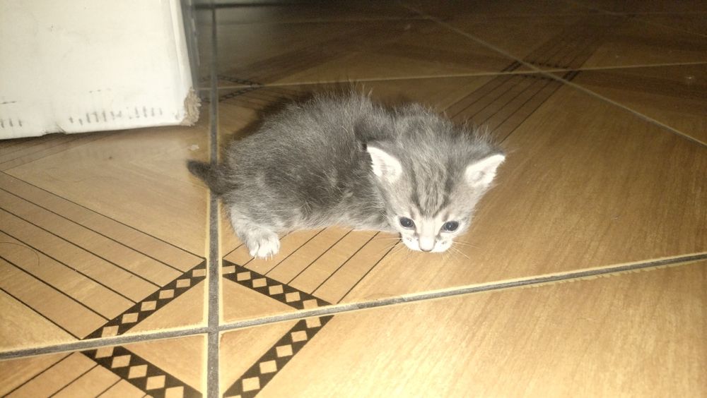 Отдам бесплатно котят