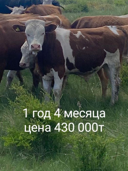 Продаются телята бычки