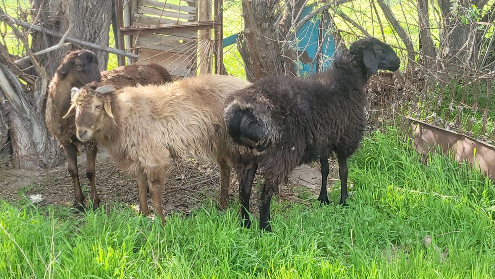 Тұсақ қошқарлар бар