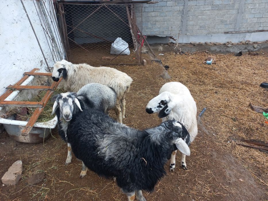 Кучкорлар сотилади