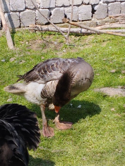 Крупные серые гуси