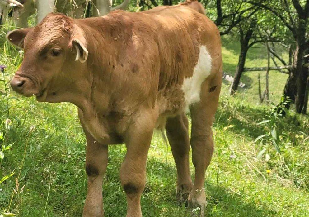 Vand vitel de 7 saptamani
