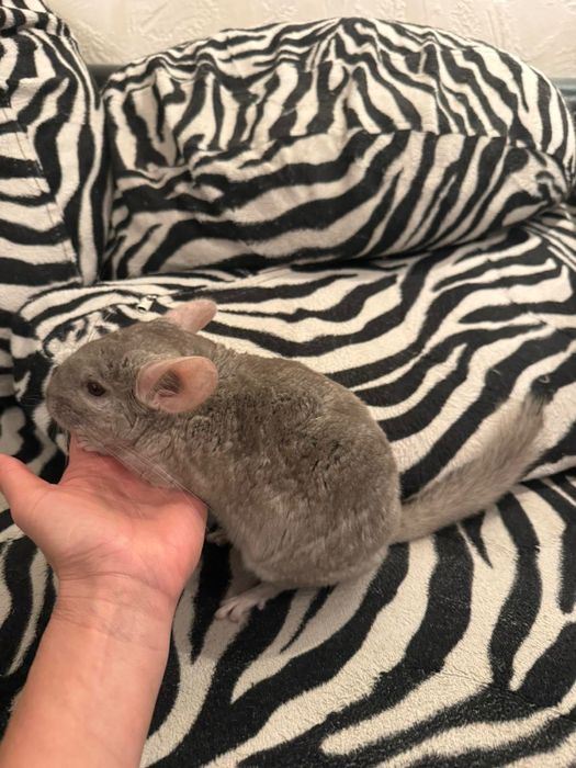 Чинчила на 5 месеца