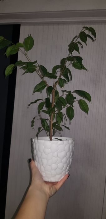 Фикус Бенджамина