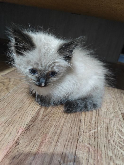 Отдам котят бесплатно