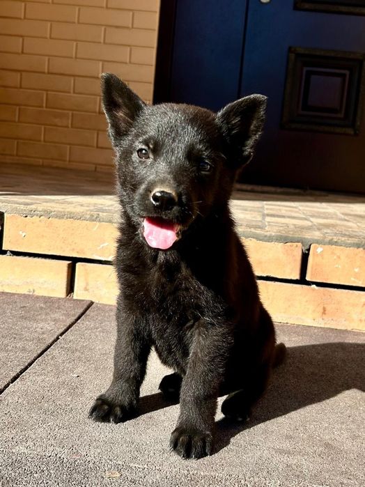 Щенки немецкой овчарки.ЧЕРНЫЕ.