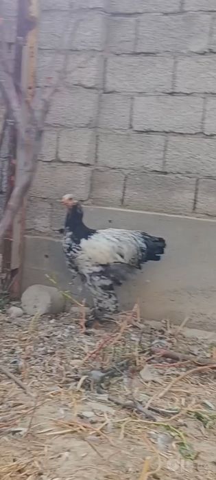 Brama tochkali xorozla