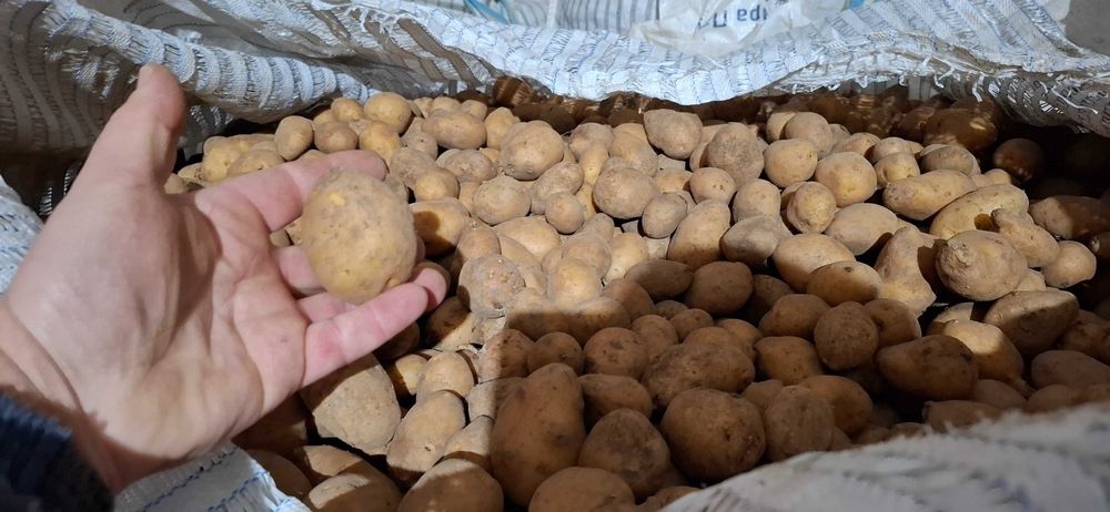 Семена картофи сорая Б клас