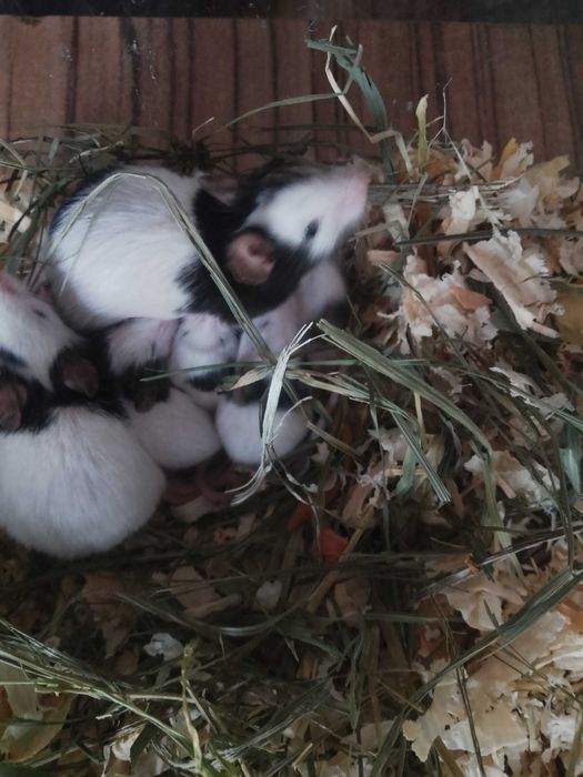 Китайски мишки панда