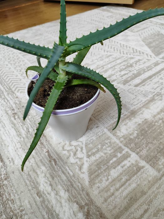 Комнатные цветы хойя, алоэ