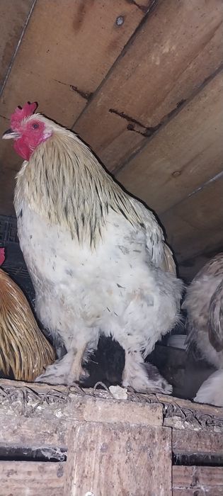 Продам молодых петушков