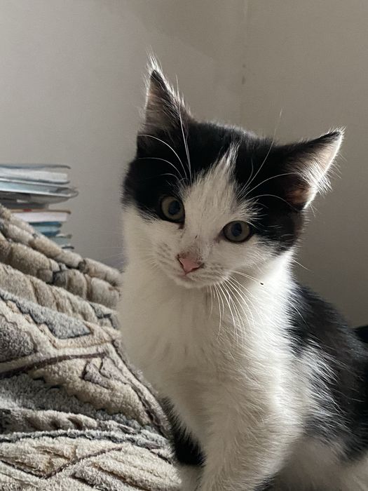 отдам котят 2 месяца