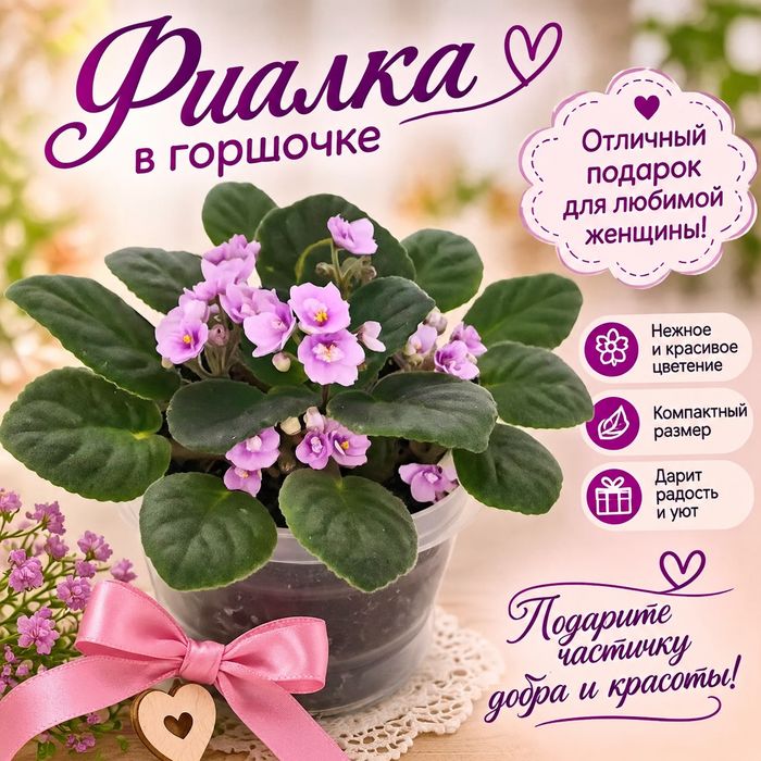 Комнатные растения, цветы в горшке